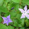 Vinca major